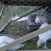Img_20111016_175546_medium