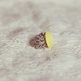 Charlie_20ring_20-_20lemon_small