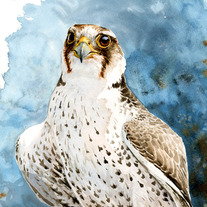 "Lanner Falcon Study" Watercolor Painting
