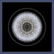 Dandelion Head I