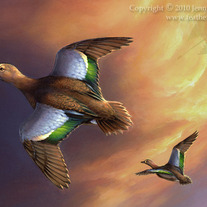 "Blue Winged Teal" Acrylic Painting