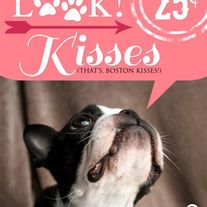 Bostonkisses_20copy_medium