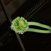 P1050940_medium