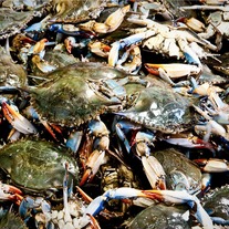Crabs_medium