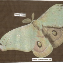 Tawny Peaks - Harris Harris Harris CD
