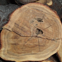 Sandalwood5_large_medium