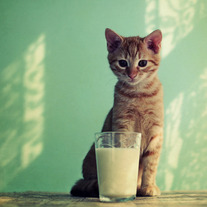 Kitteh_20haz_20milk_medium