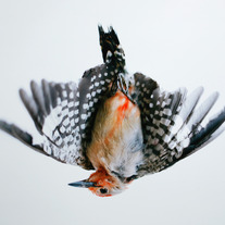 Red Bellied Woodpecker