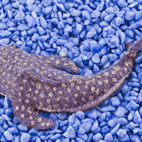 Oceanic_20creatures_20027_medium