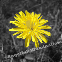 Flower_20color_20bw_20notecards_20store_medium