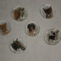 Magnet Set - Kittens, Puppies, & Horses