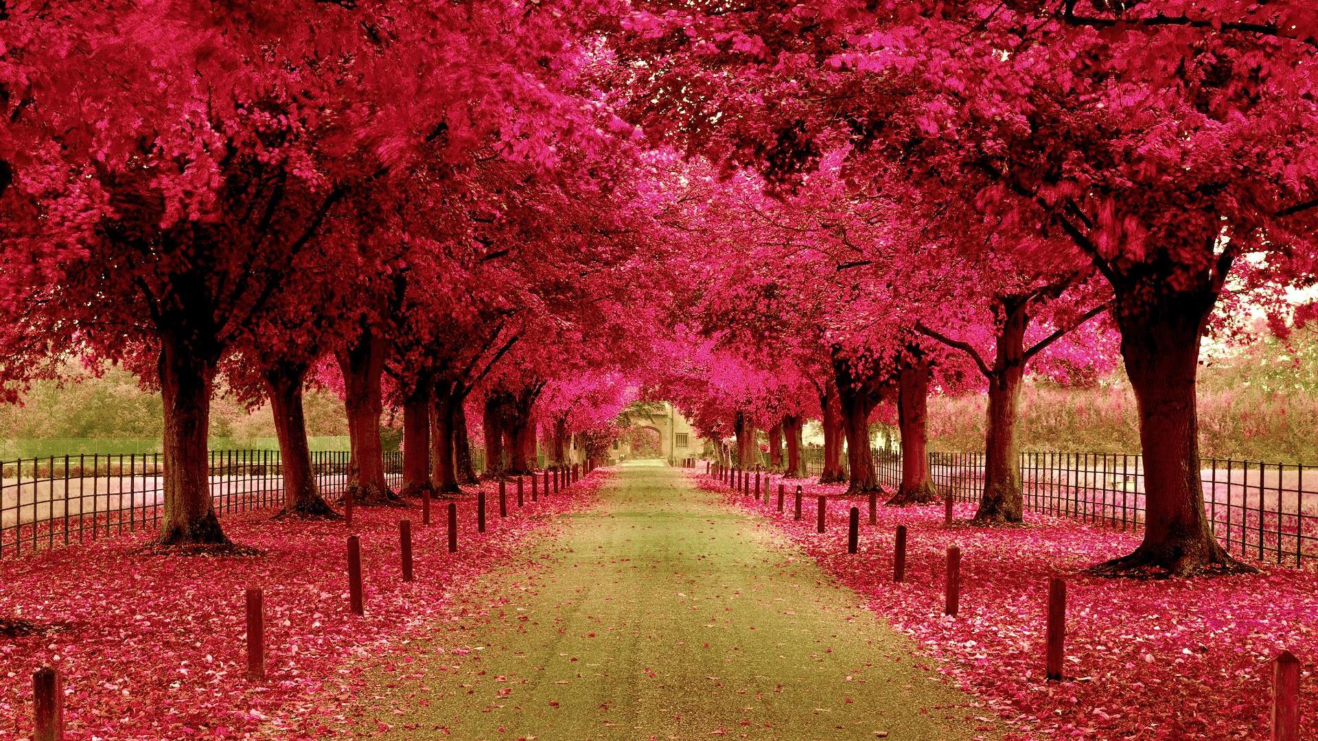 Amazing Beautiful Fall Nature Colorful Pink Perfect Peace Dream