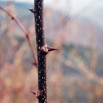 Thorn_medium