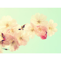 Pretty_20in_20pink_2010x8-72_medium
