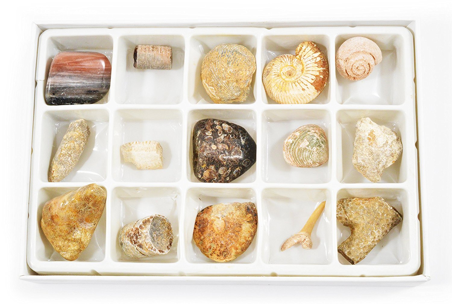 Fossil Collection Kit Contains 15 Genuine Fossils! on Storenvy
