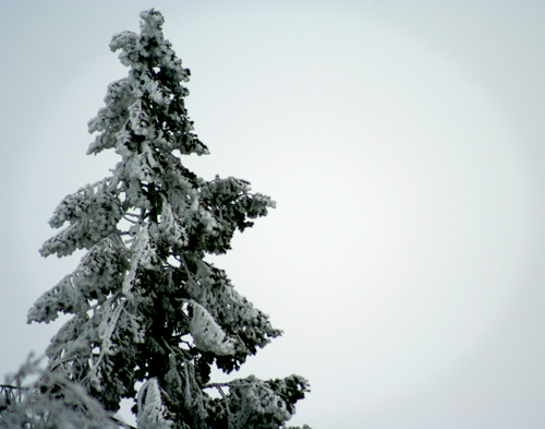 overland trailer photo snow capped tree online store overland trailer photo snow capped tree online store