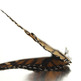 Butterfly_vwing_small