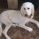 Laying_down_at_home_after_being_groomed_2011_small