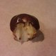 Boston_creme_cupcake_center_small