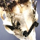 Swallow_201_small