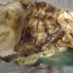 Saleship_orister_back__5_small