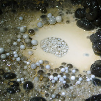 Roppel-yahoo_20cave_20pearls_203_medium