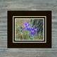 Purple_20iris_202_small