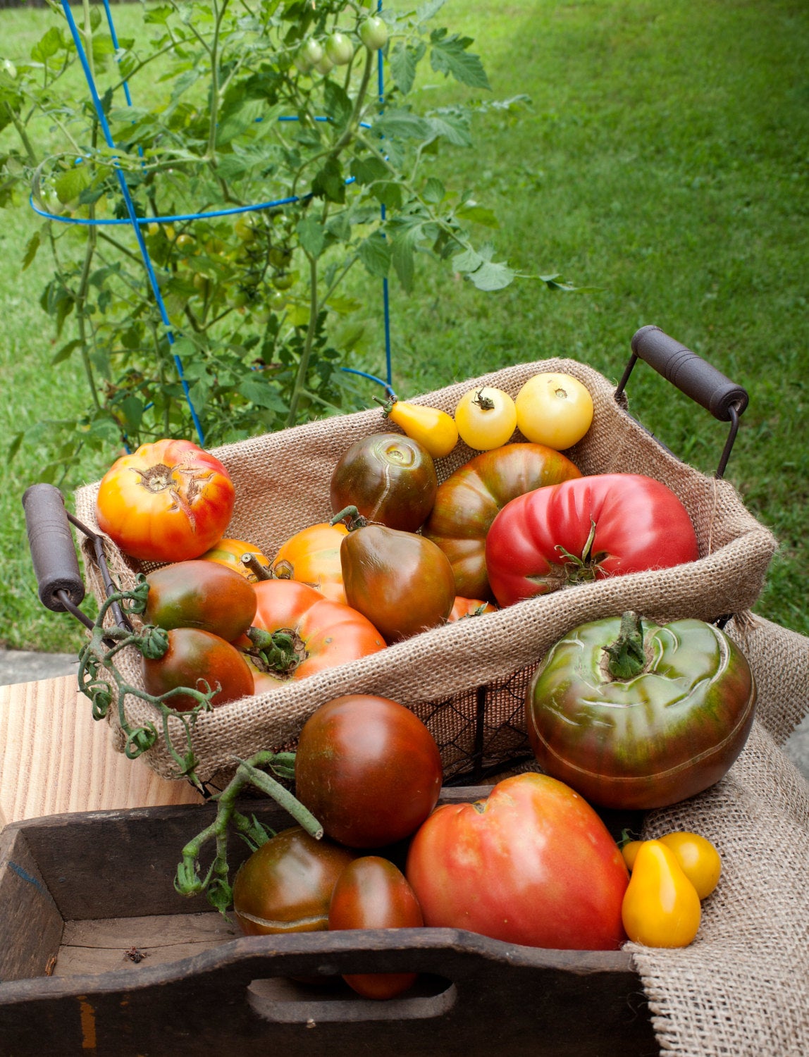 Pink Brandywine Sudduths Strain Beefsteak Heirloom Tomato Premium Seed