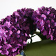 Hydrangea_20in_20vase_small