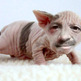 Surprise Random Thing - Thumbnail 1