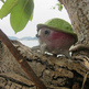 Malayan Rainforest Larm - Thumbnail 2