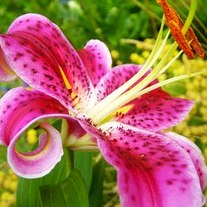 Lilies_flowers_wallpaper10