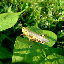 Garden_003