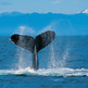 Humpback_whale