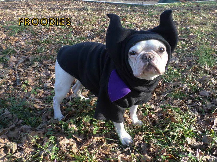 boston terrier jacket