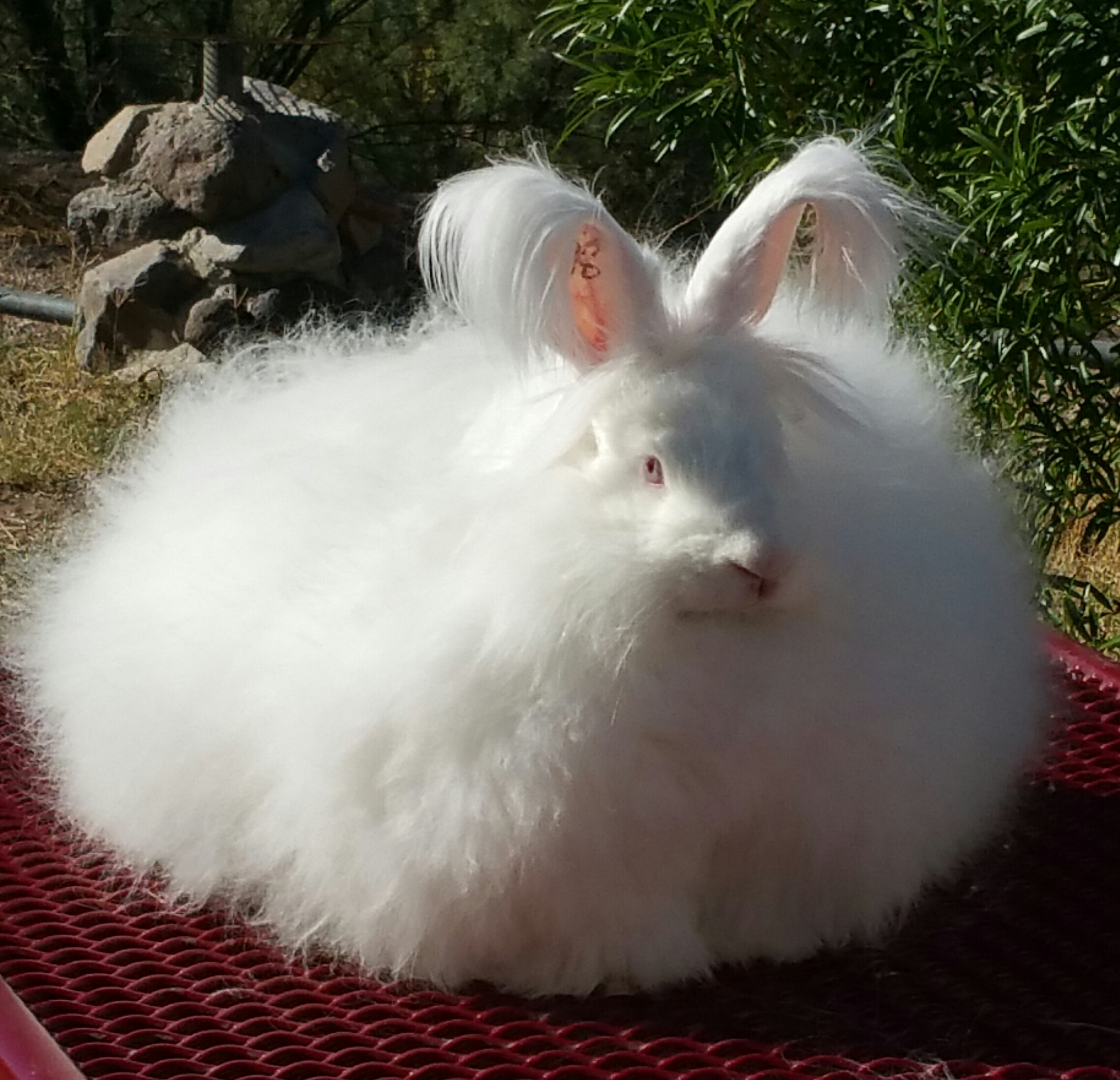 giant angora fiber fuzzy vaughns online store powered by storenvy