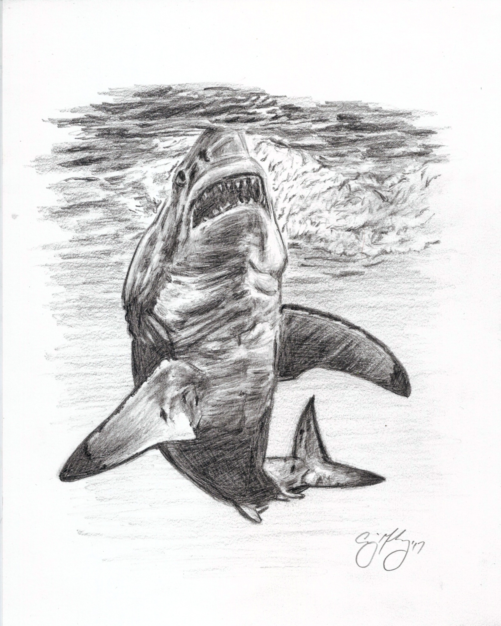 Great White Drawing Craig Mahoney Art Online Store Powered By Storenvy