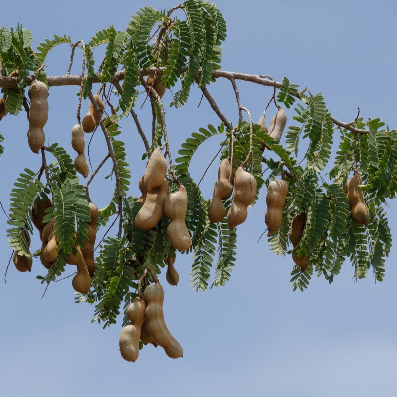 Seeds Of Tamarindus Indica Indian Tamerint Tamarind Tree Seeds For Sowing Sold By Hoxem On Storenvy Seeds Of Tamarindus Indica Indian Tamerint Tamarind Tree Seeds For Sowing Sold By Hoxem On Storenvy